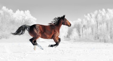 horse runs gallop on the winter field. black and white photography with color horse