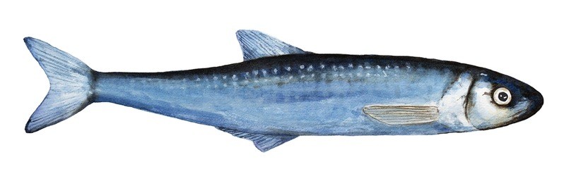 top view, blue colors, closeup; small, thin, long, whole body.