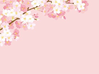 pink cherry blossom,vector illustration