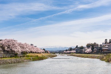 cherry blossom or sakura japan at kanazawa, japan. travel in japan concept.