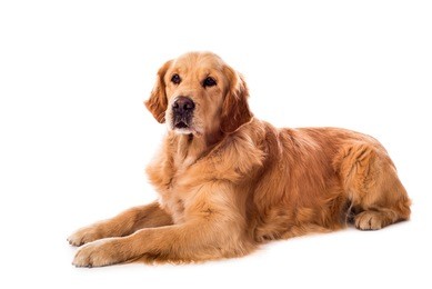 golden retriever dog isolated on a white background