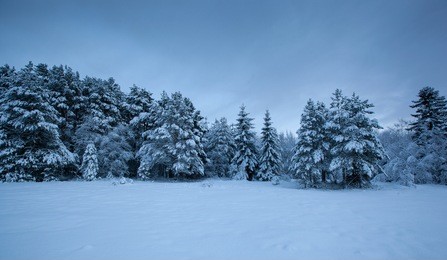 beautiful winter landscape snow tree