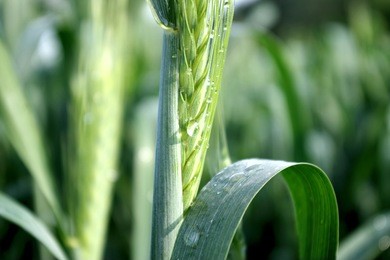 green wheat after rain