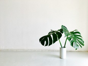 green tropical houseplant leaves (giant monstera) in white wall background. home decoration for modern and minimalism interior design.