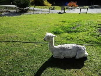 an beautiful white alpaca(camel (camelid) family) resting on the green field, walter peak high country farm in autumn, lake wakatipu, queenstown, new zealand's south island
