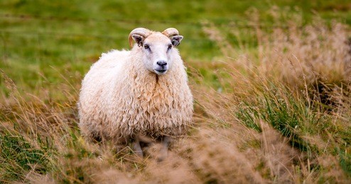 icelandic sheep portrait 