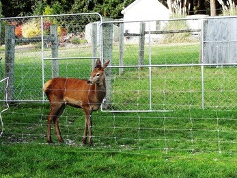 a brown beautiful deer looking at something on the green field with fence, walter peak high country farm in autumn, lake wakatipu, queenstown, new zealand's south island