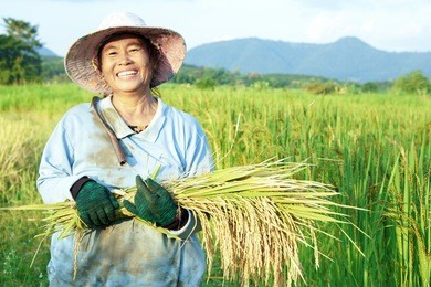  happy thai female farmer harvesting rice in countryside thailand 
