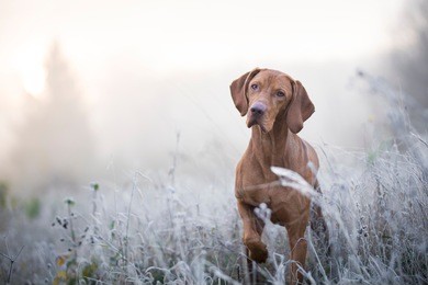 photo of hungarian hound dog in freezy winter time