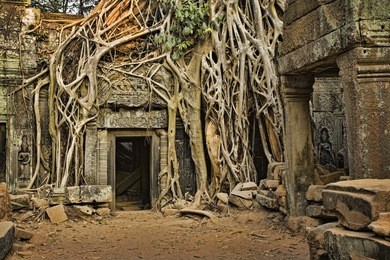ficus strangulosa tree growing over a doorway in the ancient ruins of ta prohm at the angkor wat site in cambodia
