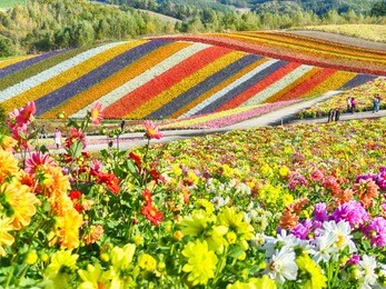 colorful flower field in shikisai-no-oka, biei, hokkaido, japan