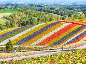 colorful flower field in shikisai-no-oka, biei, hokkaido, japan