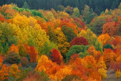 the background of autumn forest