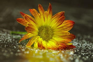 flower close up