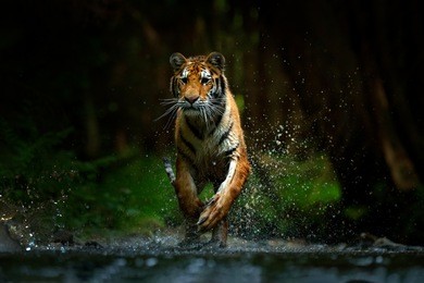 tiger running in the water. dangerous animal, tajga in russia. animal in the forest stream. dark forest with tiger splashing water.