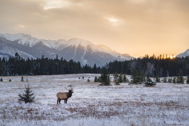 banff national park landscape