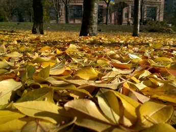 autumn yellow leaves