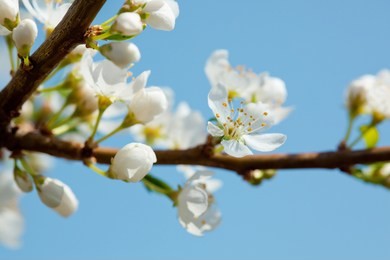 apple blossom in may over blue sky close up
