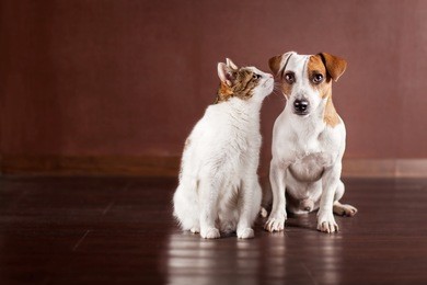 dog and cat at home. friendship pets