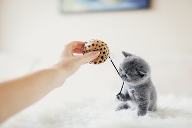 tiny grey kitten in a playful mood grabbing a toy with his paw and mouth. british shorthair cat.