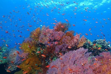 colorful underwater tropical coral reef with fish, soft corals and blue sea. scuba diving on the reef in the exotic ocean. sea reef wildlife.