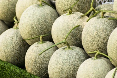 cantaloupe melons in market ,cantaloupe melons background,cantaloupe melon on hay grass background.rock melon sell in the market.