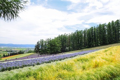 colorful flower field at tomita farm in furano town, hokkaido, japan, during summer season.