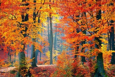 forest foliage nature