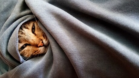 cat in a blanket