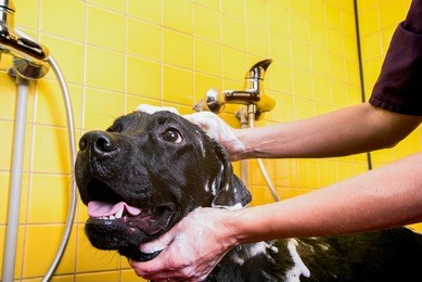 bathing of the black labrador retriever dog. happiness dog taking a bubble bath. grooming dog.