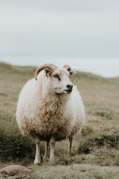 sheep in iceland