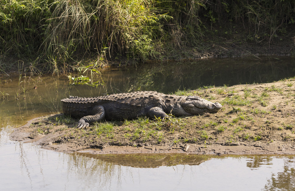 
large mugger crocodile resting with eye open on sand in shallow river, chitwan national park, nepal