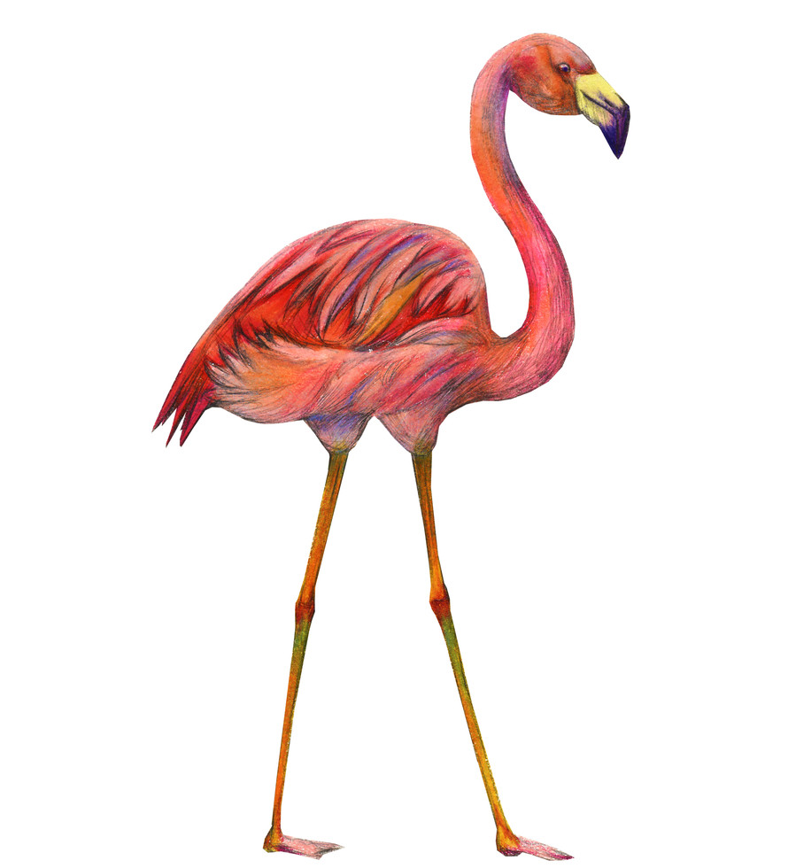 pink flamingo isolated on white background. painted illustration