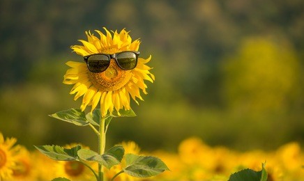 sunflower wearing sunglasses