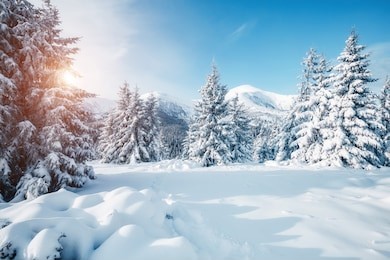 scenic image of fairy-tale woodland in sunlit. frosty day on ski resort. location carpathian national park, ukraine, europe. superb tourism wallpapers. explore the beauty of earth. happy new year!
