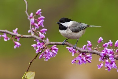 black-capped chickadee (poecile atricapillus) perching on a redbud tree