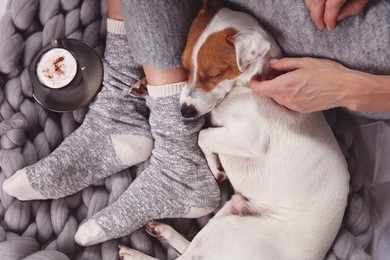 cozy ,lazy day at home, cold weather, warm blanket. dog sleeping on female feet. relax, carefree, comfort lifestyle.