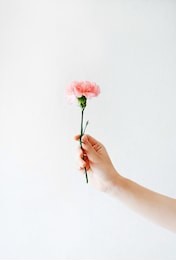 girl holds one carnation in her hand on a white background.