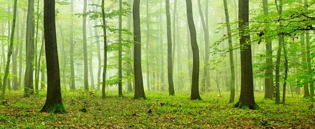 foggy natural forest of oak and beech trees