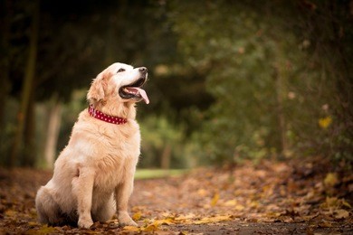old golden retriever