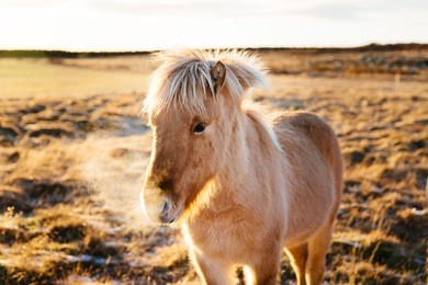 portrait of beautiful icelandic brown horse on winter sunset field background. icelandic nature. sunset backlight.