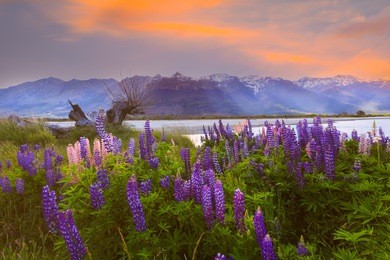 lupin flower during springtime or summer season with twilight sky at lakeside of ,glenorchy ,queenstown,new zealand 