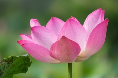 a lotus flower. background is the lotus leaf and pink  lotus flower and lotus bud. viet nam