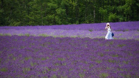 a woman walking in lavender field, hokkaido, japan