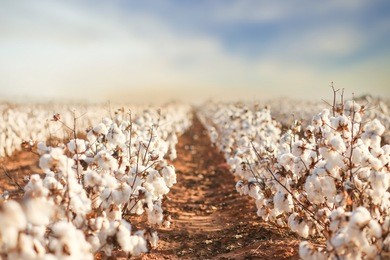 beautiful cotton fields from west texas