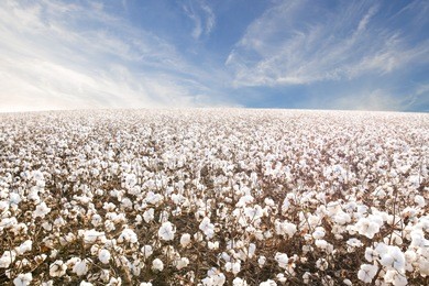 beautiful cotton fields from west texas