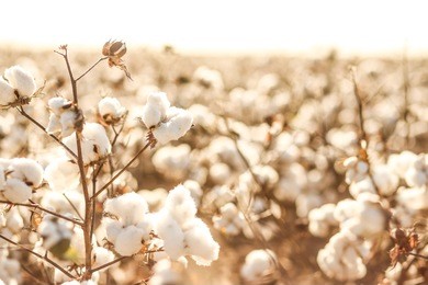 beautiful cotton fields from west texas