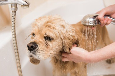 a dog taking a shower. american cocker spaniel in bathroom.