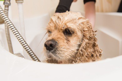 wet dog. american cocker spaniel in the bathroom. dog looks at the camera.