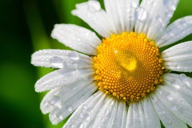 chamomile or camomile flower with drops of water on the white petals after rain on the green background . close-up. macro.